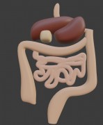 Human anatomy digestion 3d model