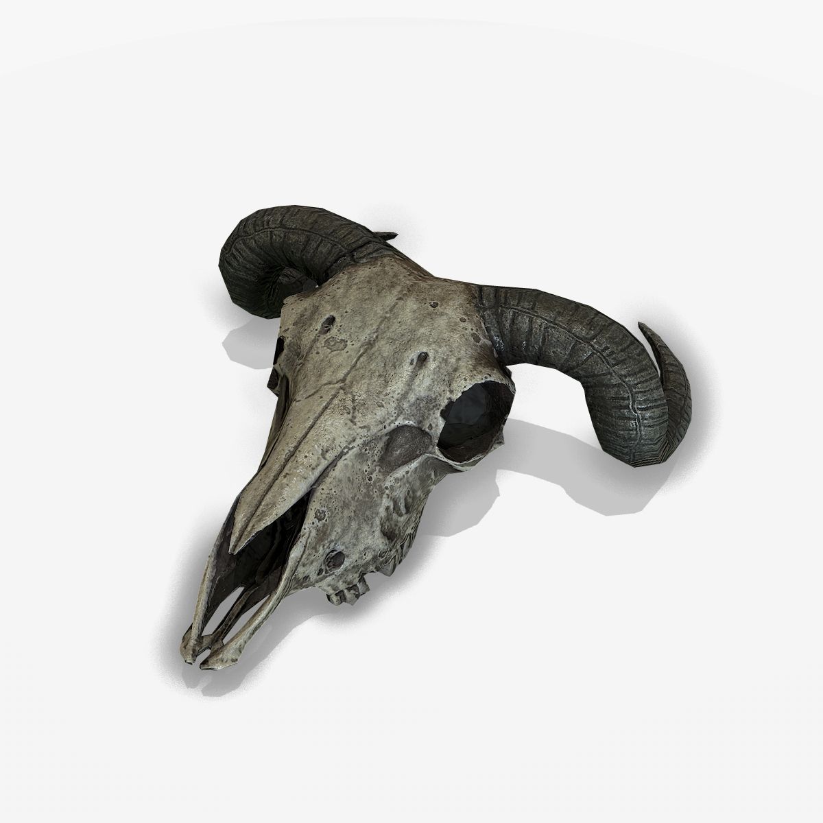 Djurskalle 3d model