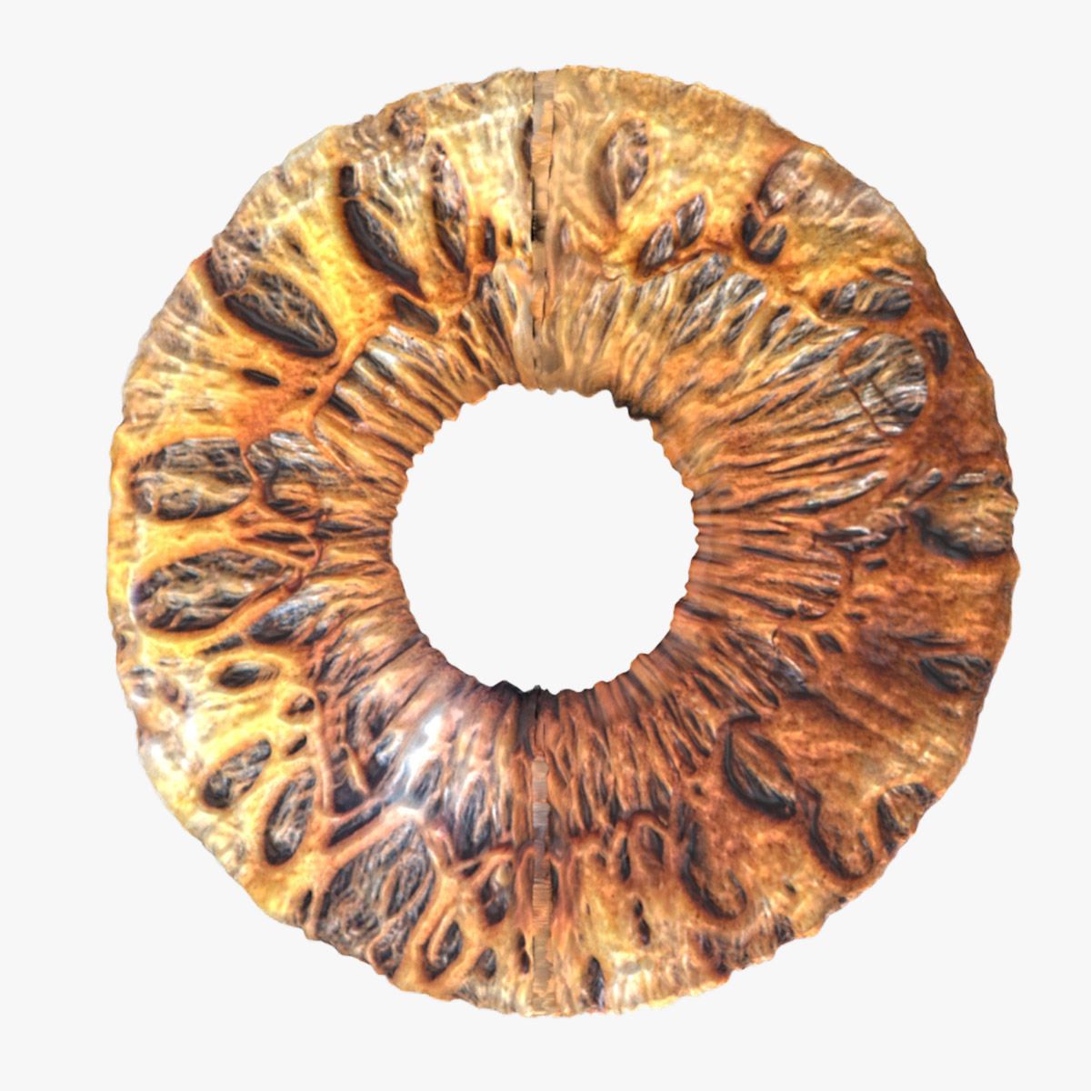 Mänskliga Iris 3d model
